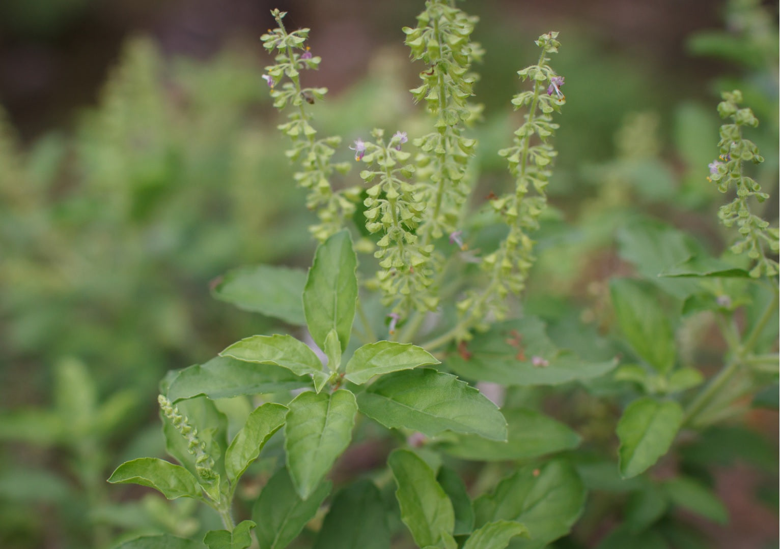 Holy Basil an in depth look at the spiritual, emotional and medical li ...