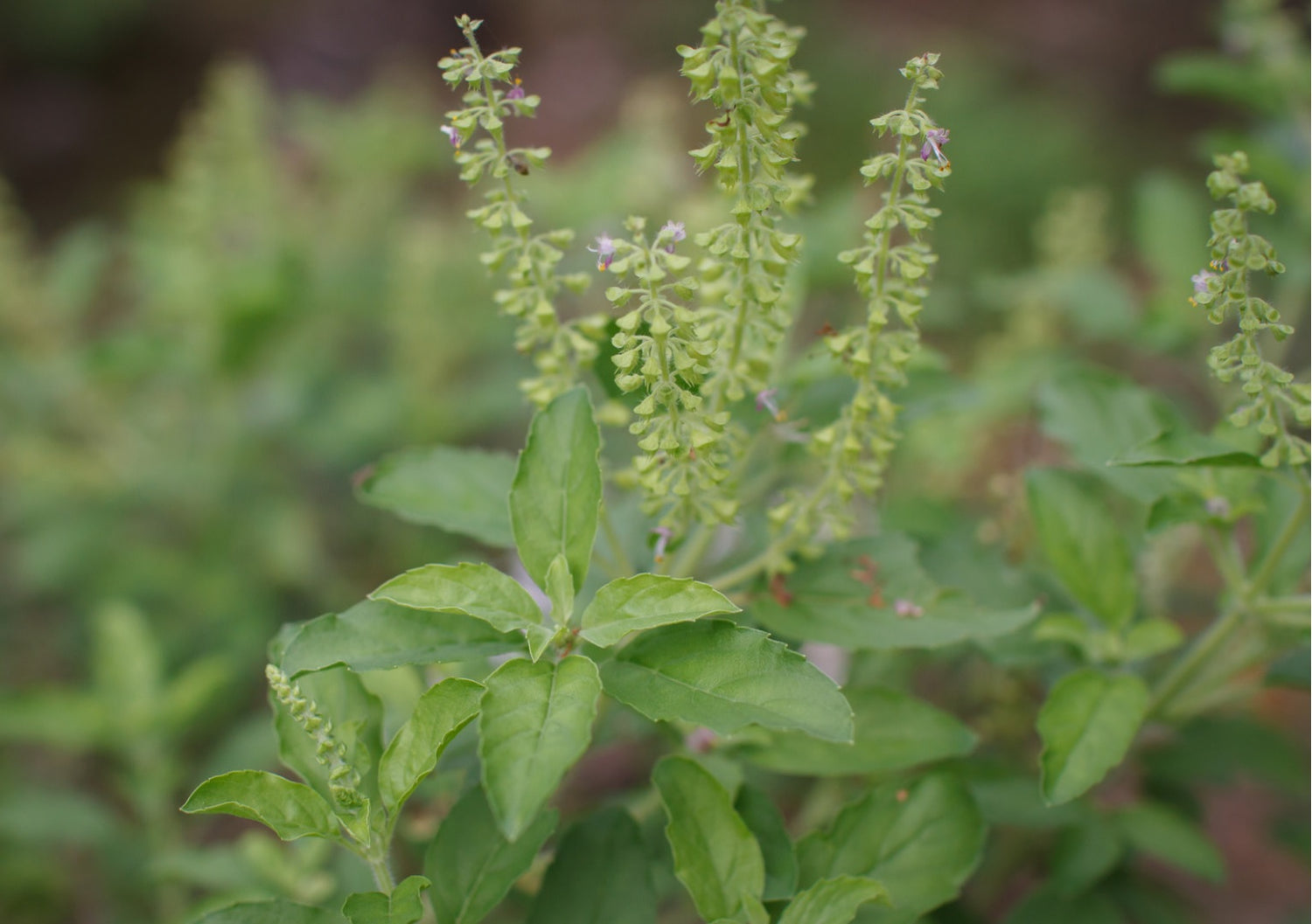 Holy Basil an in depth look at the spiritual, emotional and medical li ...