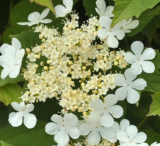 Cramp Bark tincture. Viburnum opulus. 1:4. 100ml